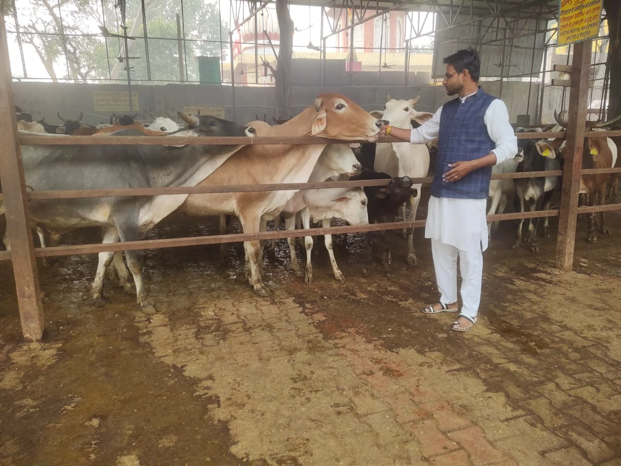 गौवंश के बीच सेवा का वास्तविक चित्र